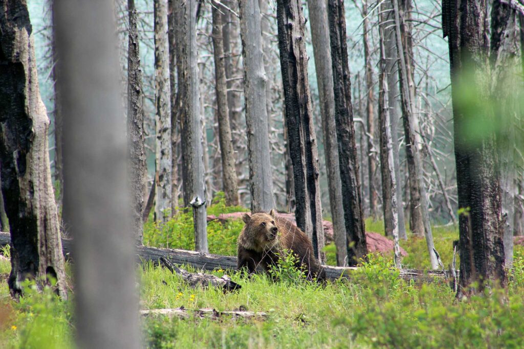 Bear walking through the trees Glacier National Park, Motana